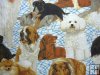 Large Multi Breed Dogs on Blue and White